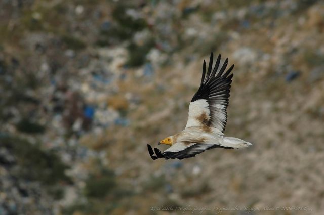 Doğa Derneği, Türkiye’de 5 bin direği kuşlar için izole edecek