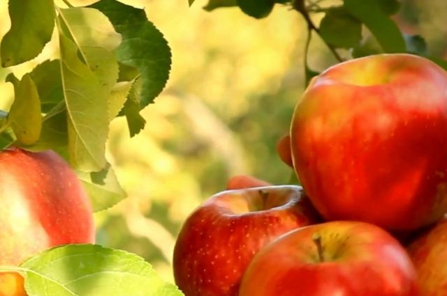 Elma üretiminde Avrupa lideri Türkiye, Gürcistan’dan ithalat yaptı
