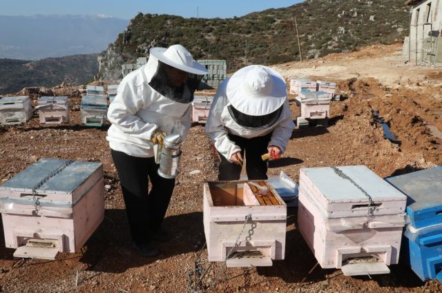Hatay Büyükşehir arıcılık kursu açtı, 26 kursiyer sertifika alacak