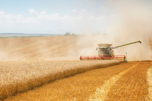 İKAR: Rusya’nın 2025–2026 Buğday İhracatı 46,5 Milyon Ton