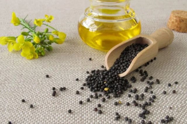 Kanada Başbakanı: Çin Kanola Tarifelerini Mart 2026’da Düşürecek