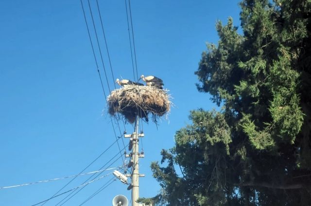 Muğla Büyükşehir, Milas’ta leylekler için yuva alanları kurdu