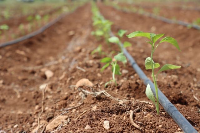 OAİB: Tarım ve Gıda İhracatı 2025’te Artış Gösterdi