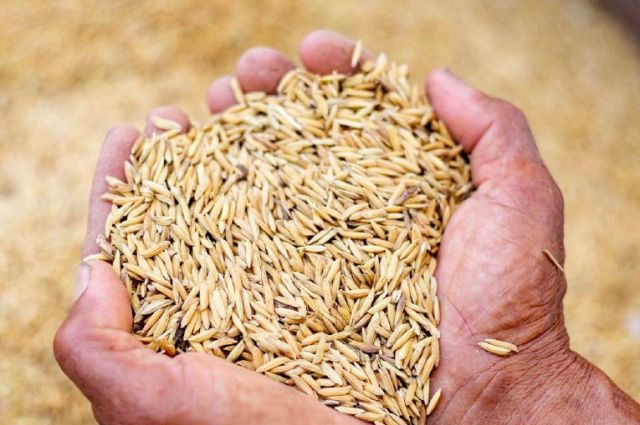 Rosstat: Rusya tahıl hasadı tahmini 138,8 milyon tona indi