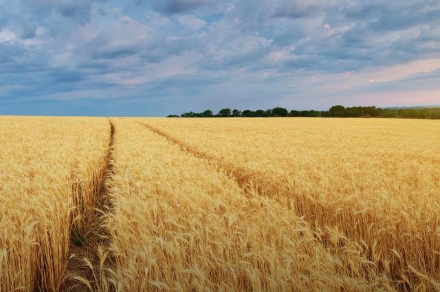 Rusya Tarım Bakanlığı: Buğday ihracat vergisi sıfır kaldı