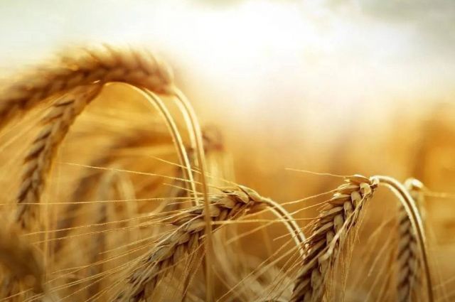 Rusya Tarım Bakanlığı: Buğday ihracat vergisi sıfır kaldı