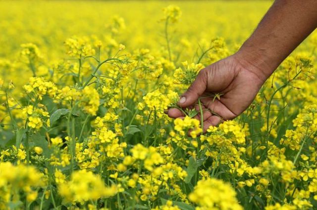 Rusya’da 14,5 milyon hektar ekili alan sigortalandı