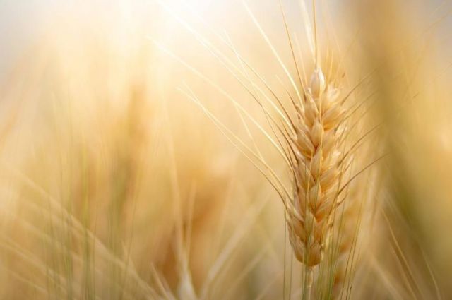 Rusya’da buğday ihracat vergisi 4 haftadır sıfır