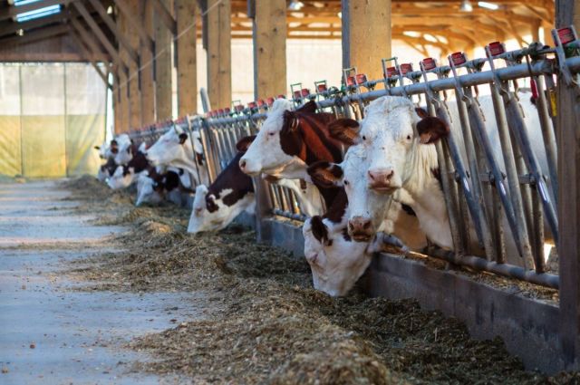 Süt üretiminde 2 milyon tonluk kayıp hâlâ telafi edilemedi