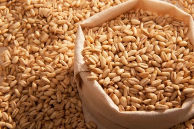 Türkiye, Rusya’dan arpa ithalatını 2025/26 sezonunda artırdı