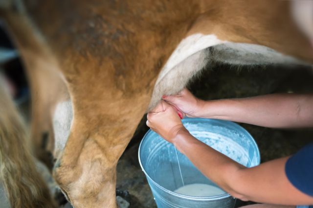 TÜSEDAD’dan USK’ye çiğ süt fiyatı çağrısı