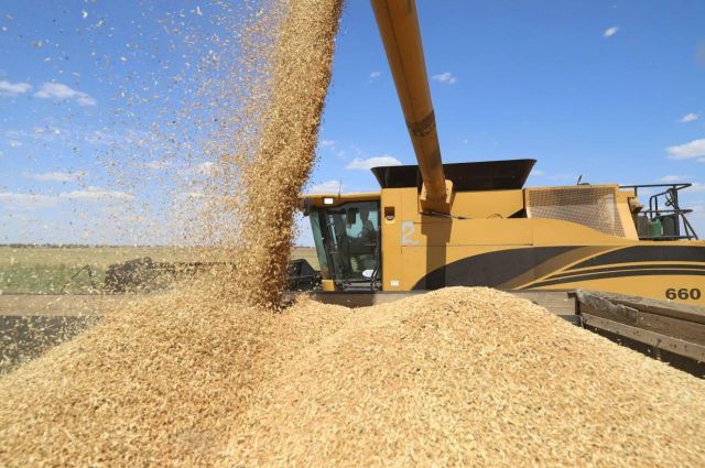 USDA: Rusya’nın 2025–2026 Buğday Rekoltesi 89,5 Milyon Ton