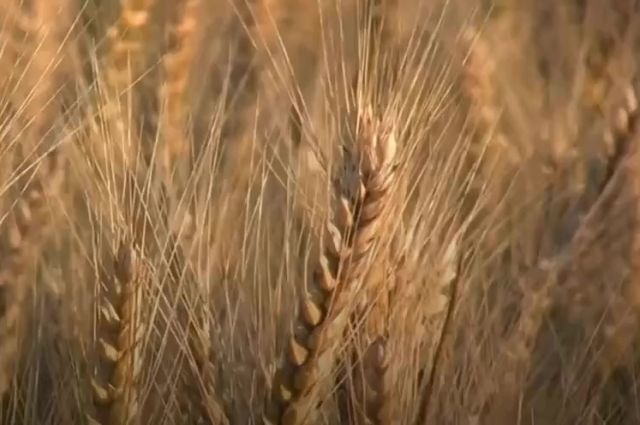 Zürih Üniversitesi: Buğdayda küllemeye çift direnç önerisi