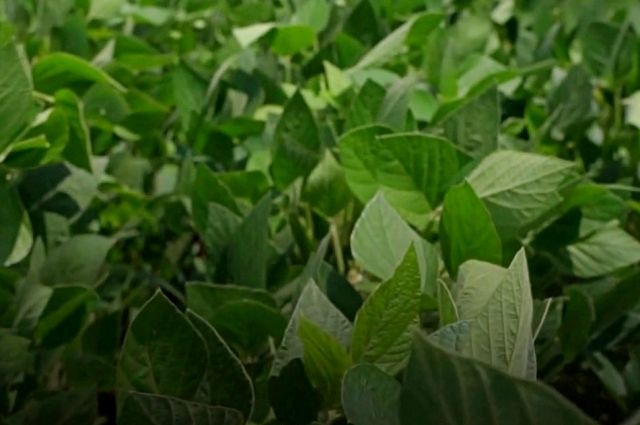 ABD’li Araştırmacılar: Dar Yapraklı Soya Verimi Artırıyor