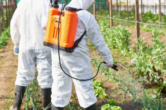 Araştırma: Latin Amerika pestisitlerinin %50’si AB’de yasak