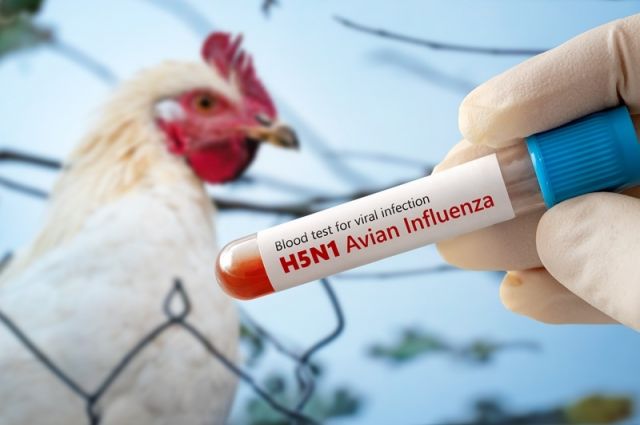 Arjantin’de H5N1: İhracat Askıya Alındı