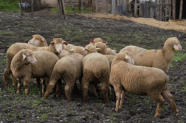 Balıkesir Büyükşehir, üreticiye Yüzde 100 hibeli damızlık dağıttı