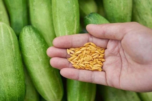 Boyce Thompson Enstitüsü en kapsamlı salatalık genomunu çıkardı