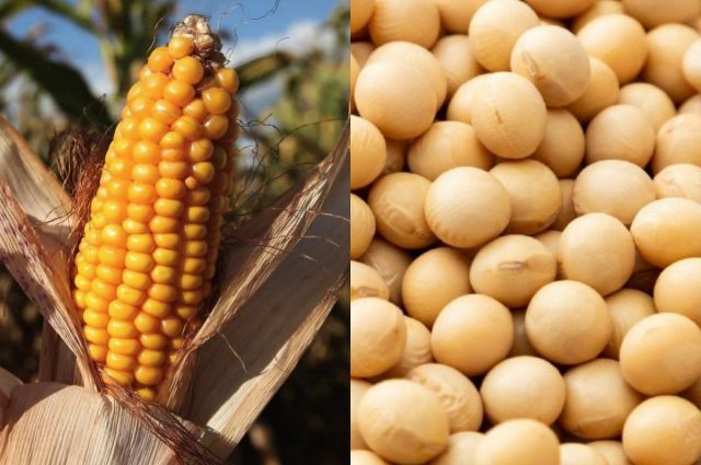 Buenos Aires Borsası Arjantin’de rekolte tahminini sabit tuttu