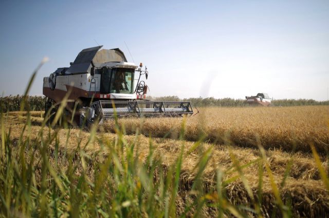 Buğday İhraç Fiyatları Yükseldi