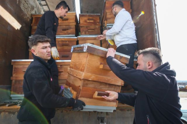 Bursa Büyükşehir Mustafakemalpaşa’da arıcılara destek