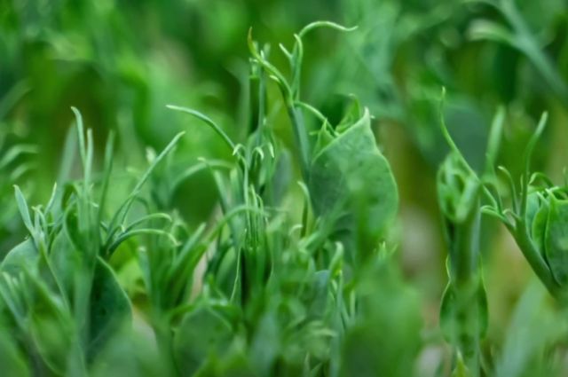 Cambridge: Bitki ıslahında etopozid ile yeni mutasyon yöntemi