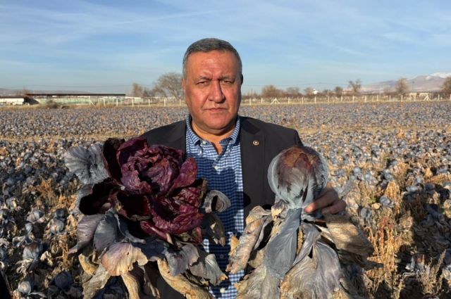 CHP’li Gürer: Niğde Bor’da 25 Dönüm Kara Lahana Tarlada Çürüdü