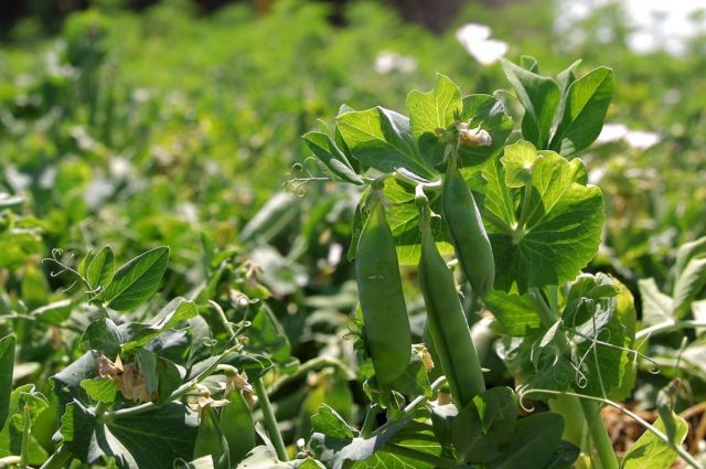 Çin Gümrük İdaresi: Rusya bezelye ithalatında lider oldu