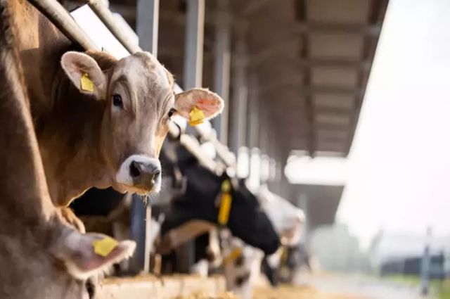 Çin Tarım Bakanlığı sığır eti ve süt sektörüne destek verecek