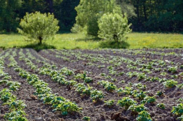 FAO: Dünyada Sadece %35 Tarım Arazisi Resmî Sahipliğe Sahip
