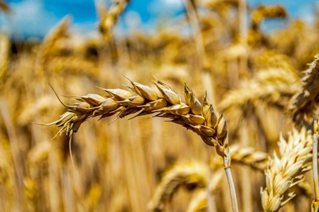 Kanada buğday ihracatı 11,25 milyon tonla rekor kırdı