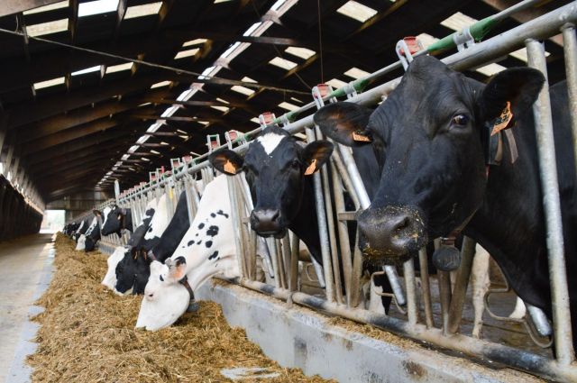 Kars Veteriner Hekimleri Odası Gezici Hayvan Sağlığı Projesine Katıldı