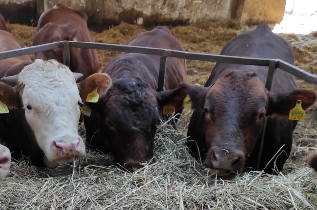 Kazakistan, Rusya’dan İthalat ve Transit Hayvanlara Kısıtlama Getirdi