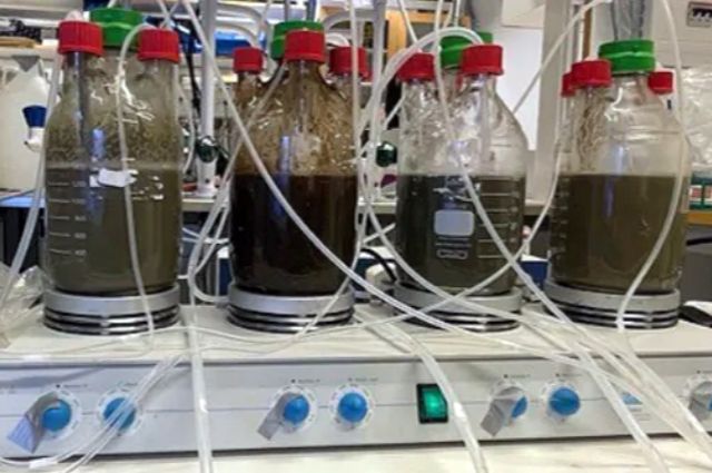 KTH, Baltık Denizi Fosforunu Gübreye Dönüştürme Yöntemi Geliştirdi