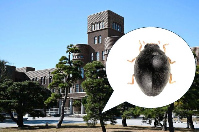Kyushu Üniversitesi Japonya’da yeni uğur böceği türü keşfetti