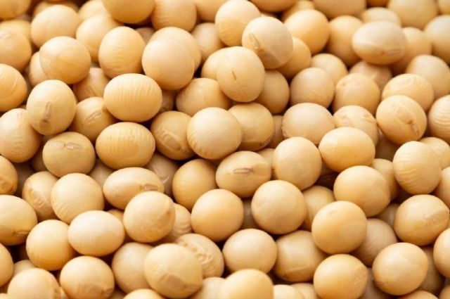 Mısır'ın Soya İthalatı 2025’te Rekor Seviyeye Ulaştı