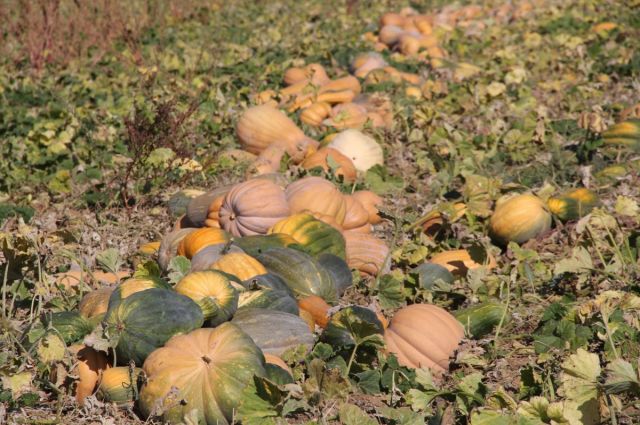 Penn State: Kültür balkabağında koku ve arı tepkisi değişti