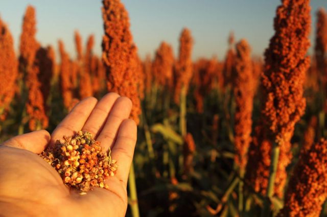 Reuters: Brezilya, ocakta Çin’e 12 yıl sonra sorgum sattı