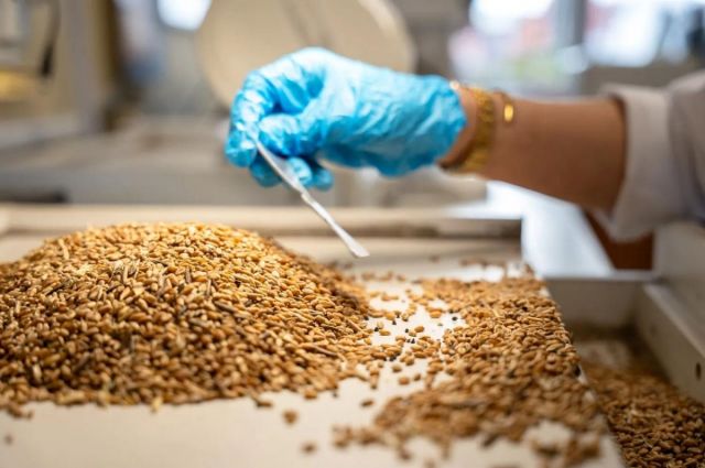 Rusagrotrans: Rusya buğday fiyatları Şubat ortasında yükseldi