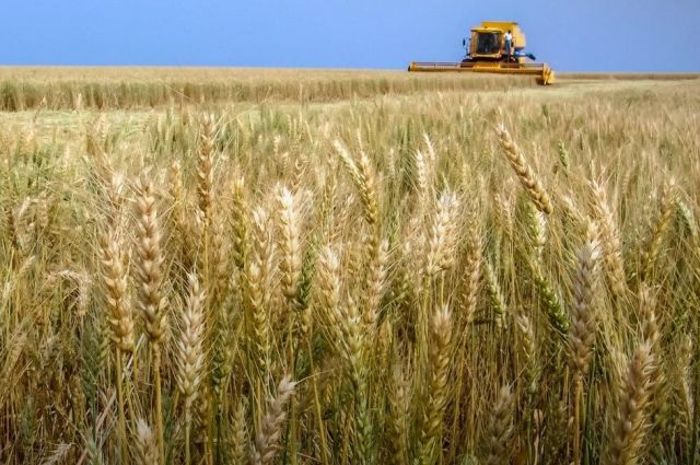 Rusya: Buğday ihracat vergisi 18–26 Şubat’ta sıfır