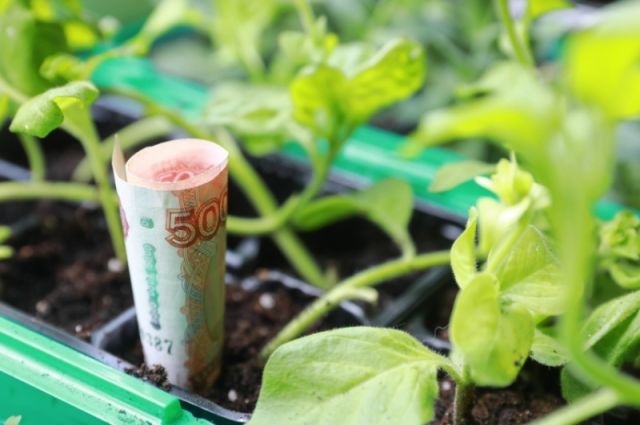 Rusya Tarım Bakanlığı sübvansiyonlu krediye tarım sigortası şartı getirdi