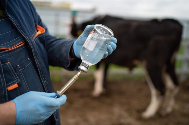 Rusya’da sığırlar için yeni bir aşı geliştirilecek