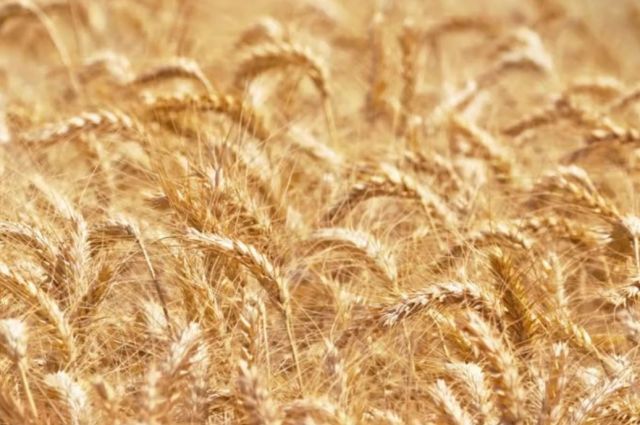 Rusya’nın Buğday İhracat Tahmini Düşürüldü