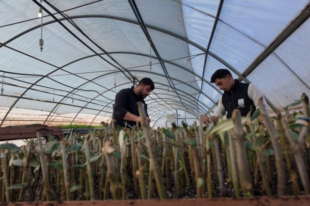 Şanlıurfa Büyükşehir Akçakale’de 30 bin fidan üretiyor
