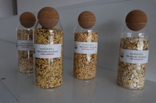 Şanlıurfa Büyükşehir ata tohumlarını çiftçilere dağıtacak