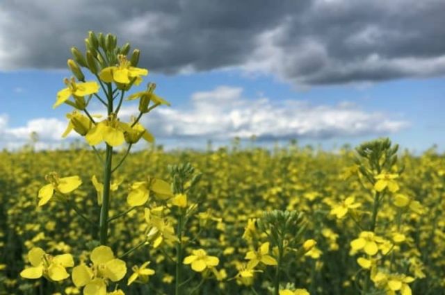 SCMP: Kanada’nın Çin’e kanola sevkiyatı yeniden risk altında