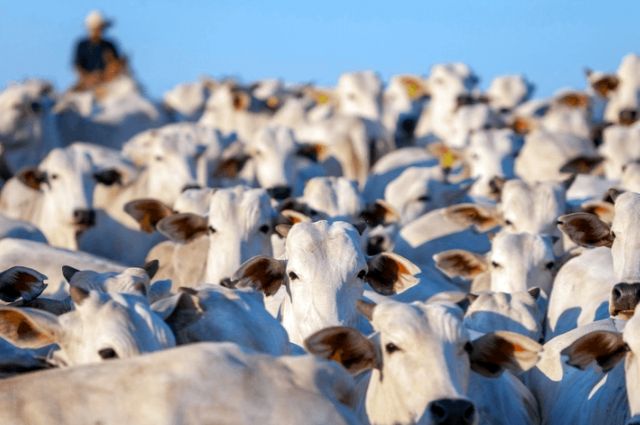 Scot: Brezilya’da kesime hazır sığır fiyatları yükseliyor