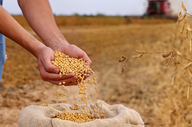SEA: Hindistan’da ocakta soya ve kanola küspesi ihracatı düştü