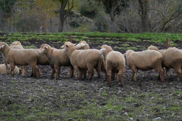 Tekirdağ Büyükşehir 1.250 küçükbaş hayvan dağıtacak
