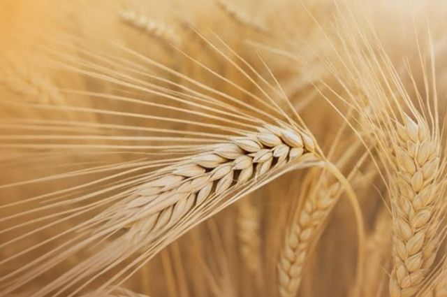 Türkiye, Rusya’nın arpa ihracatında ikinci büyük alıcı